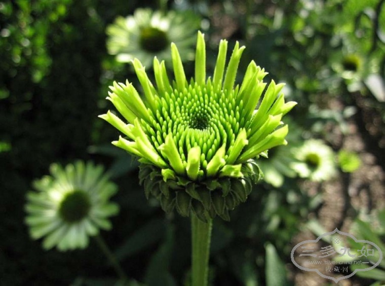 chrysanthemum-2.jpg