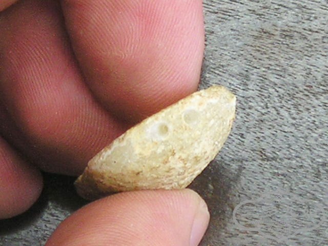P1010019.jpg