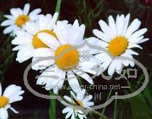u=3491329637,1120699372&fm=52&gp=0.jpg