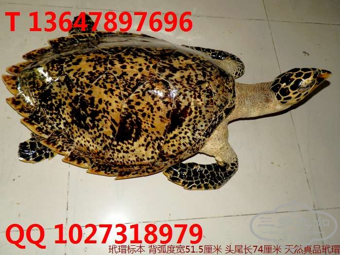 ��裱걾�۸�ͼƬ ����۾� ����������� ��������������ӵ��̣�http://www.dmzhuanmai.com/ 