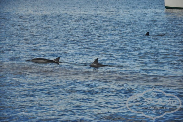 DSC_0930.jpg