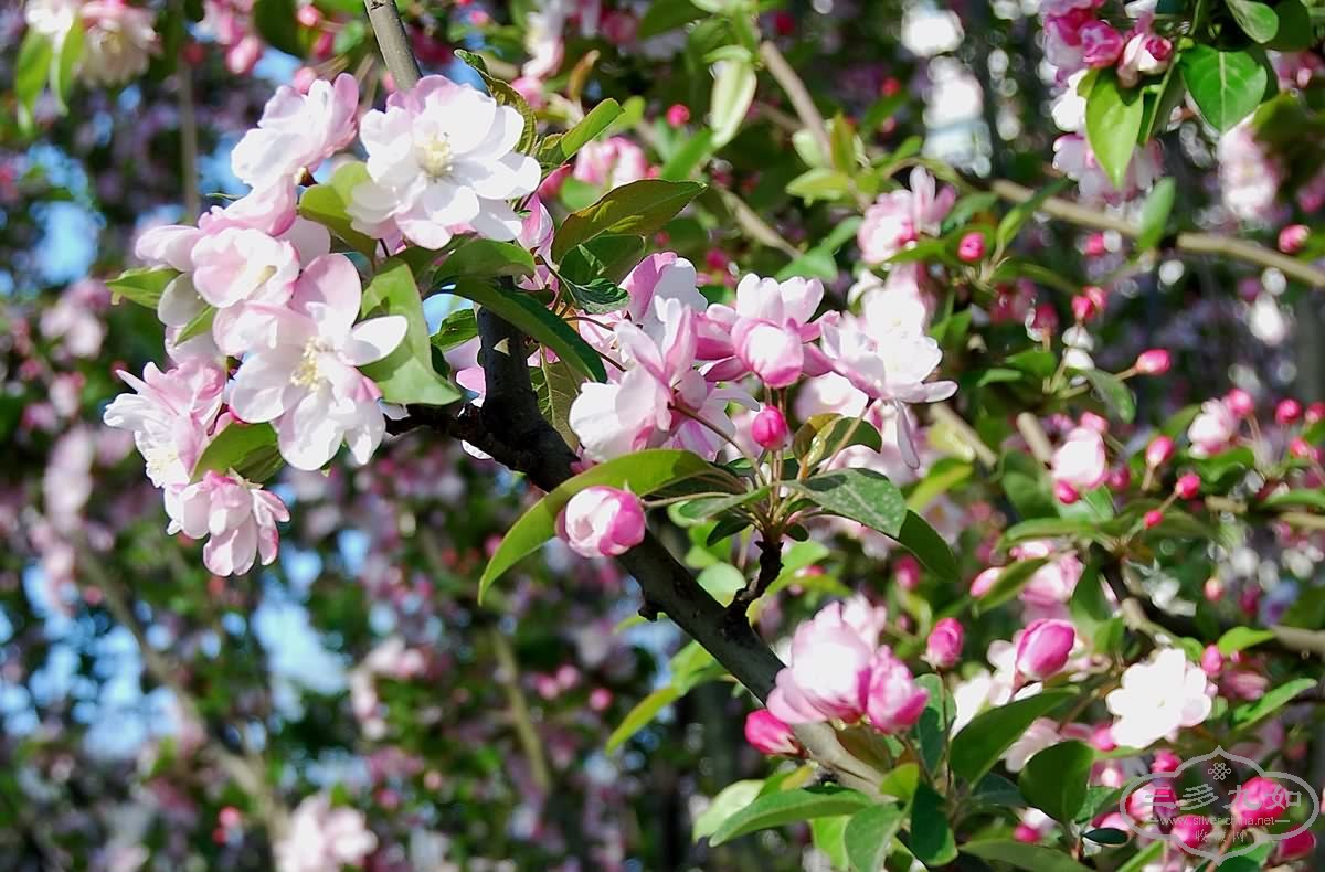 flower3.jpg