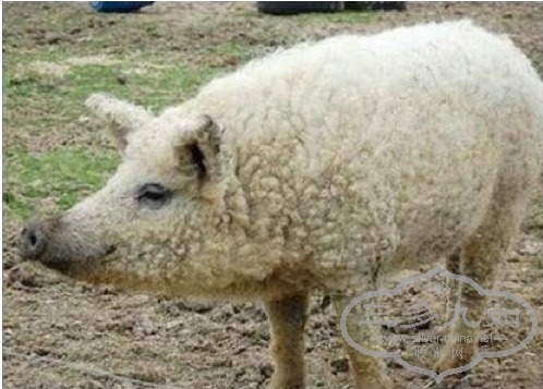piggy-1.jpg