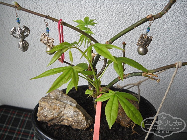 DSCN8269.JPG