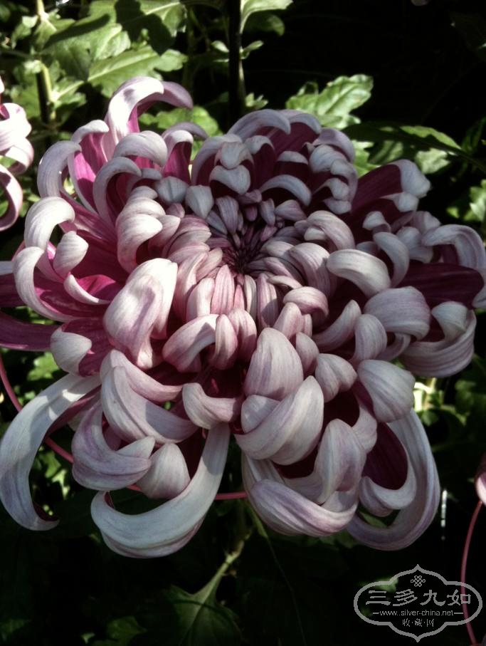 chrysanthemum deco-3.jpg