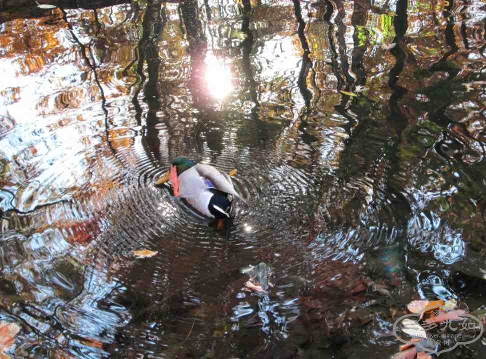 duck.jpg
