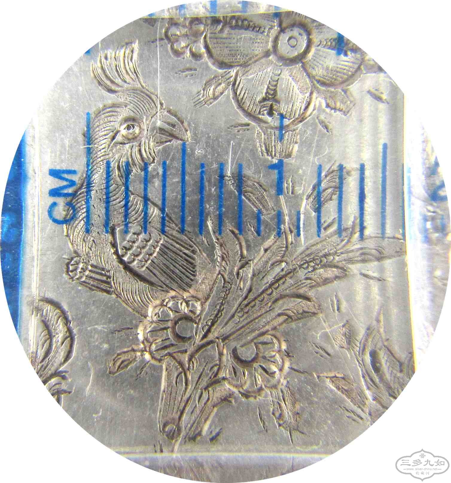 parrot-1 with ruler.jpg