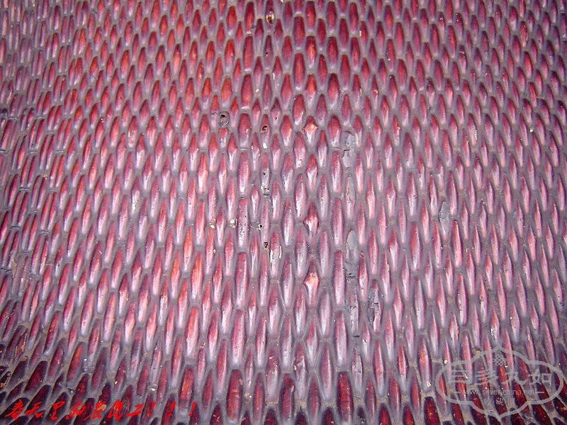 conew_dsc06277.jpg