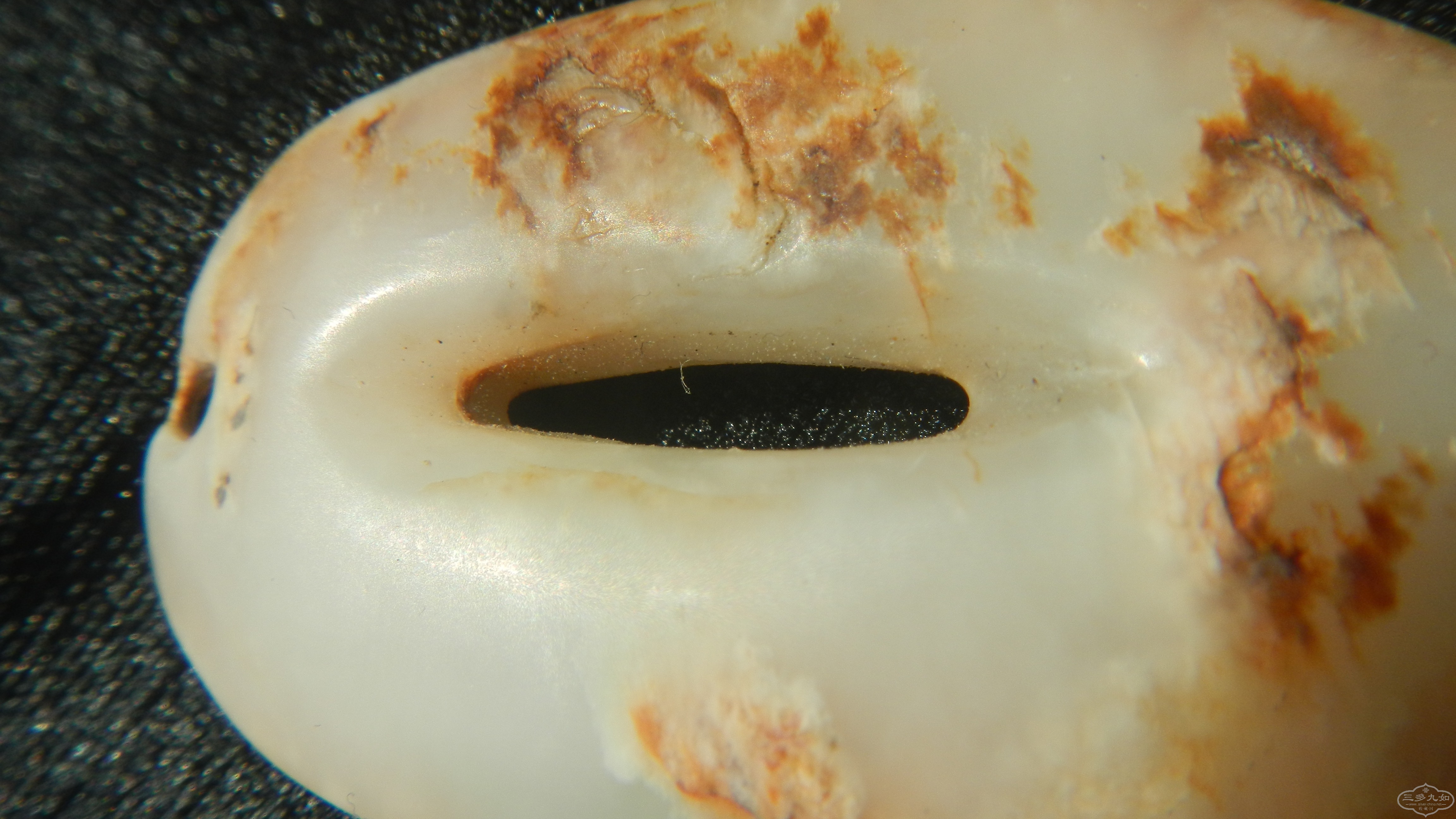 DSCN8516.JPG