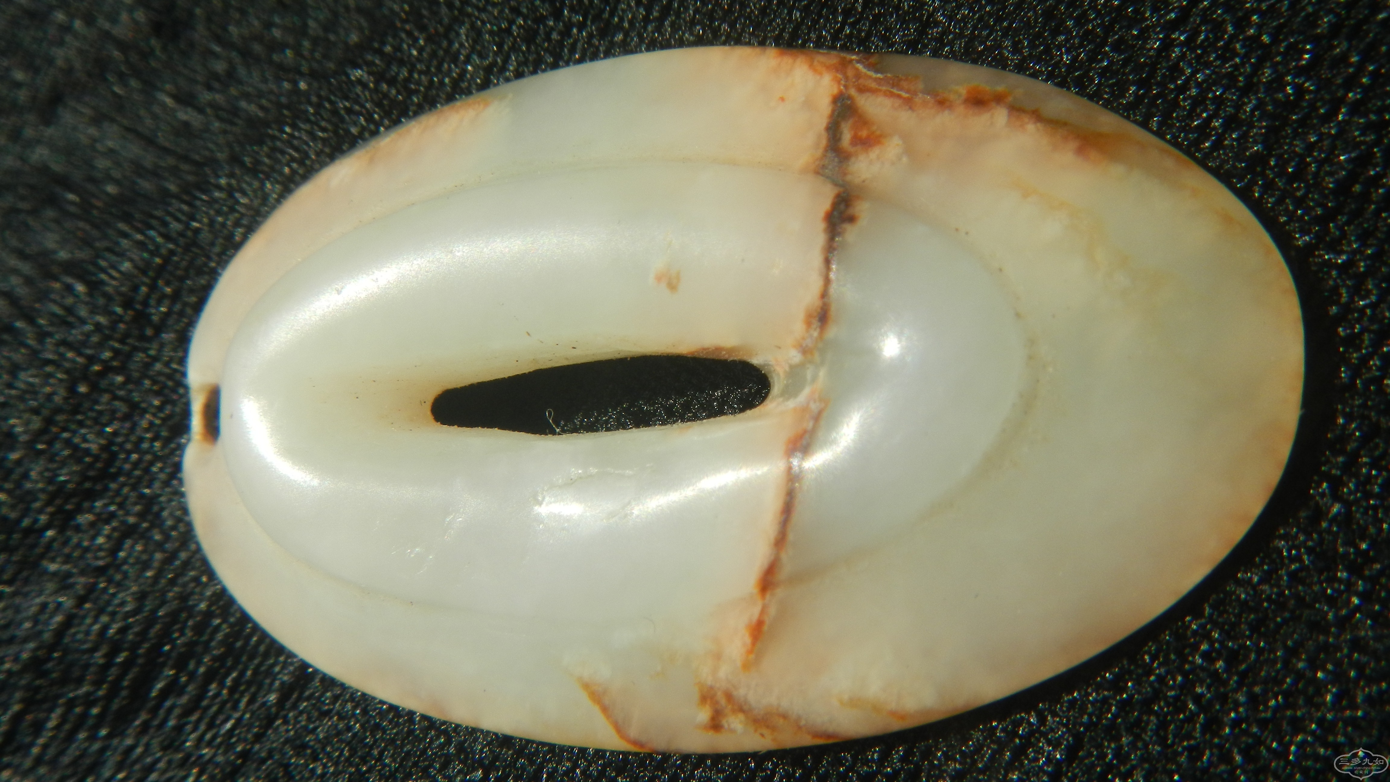 DSCN8535.JPG