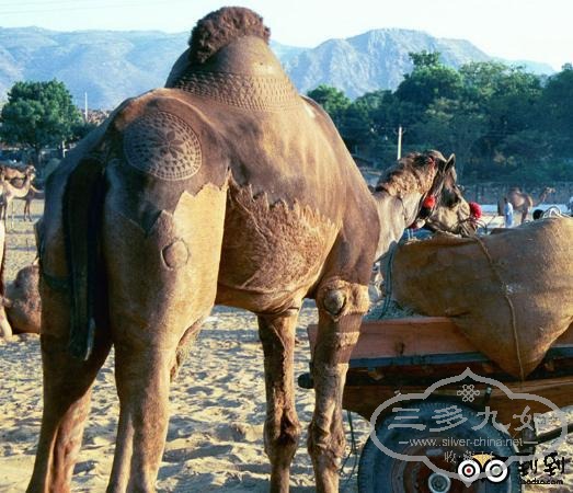 rajasthan.jpg