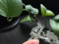 﩯Pī੯߱Ʈ12