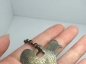 Ƭ