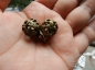 【一对精铜镂空暗八仙扣子】