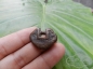 【素面袖珍木头小锁】