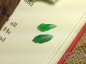 已连接-220给绣花情结--拍42---清代阳绿翡翠蝉蛹2个
